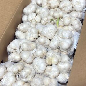 青森県産にんにく L 10kg 訳あり 大特価