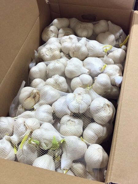 青森県産 にんにく M 10kg 訳あり 大特価