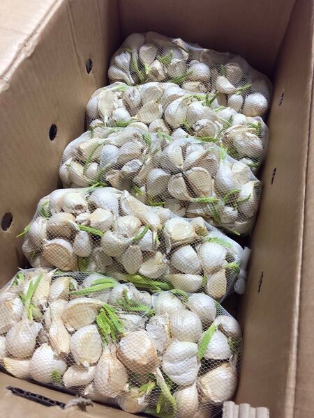 青森県産 にんにく バラ 5kg 訳あり 大特価