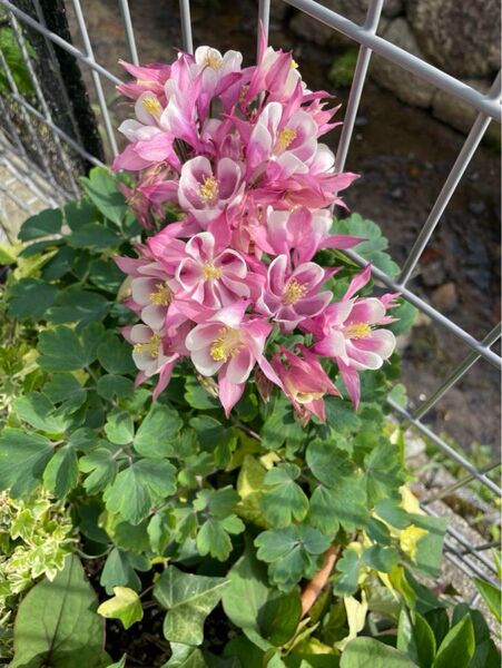 西洋オダマキ 宿根草 多年草 種50粒