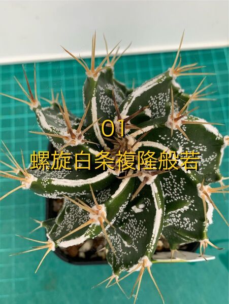 30 螺旋白条複隆般若 実生株 鉢付