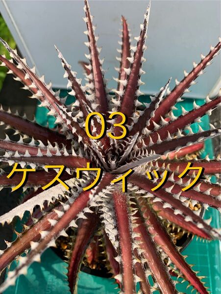 03 ディッキア ケスウィック 鉢付 Dyckia 'Keswick'