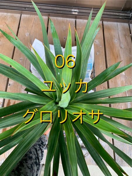 06 ユッカ グロリオサ 苗 Yucca gloriosa