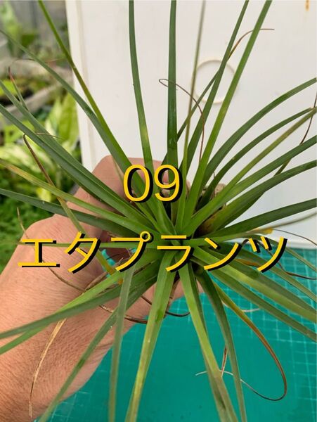 09 エアプランツ 古株