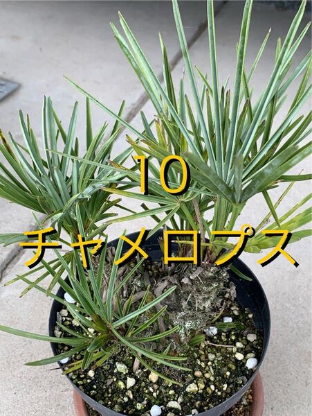 10 チャメロプス 鉢付 Chamaerops