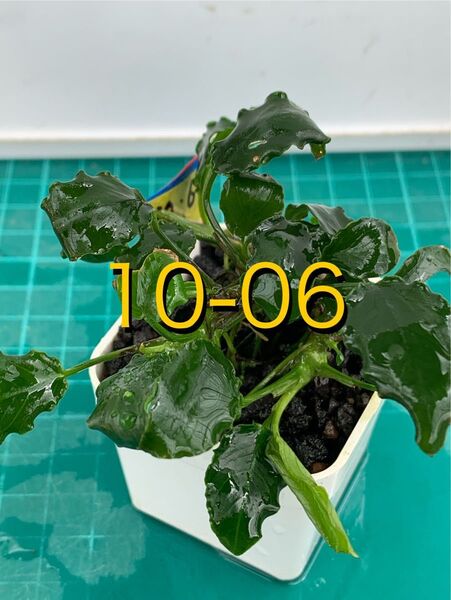 盆栽風水草 アヌビアス・キリン 鉢付 新鮮水草2種類