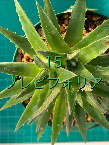 15 ディッキア ブレビフォリア トリプルヘッド 群生 brevifolia