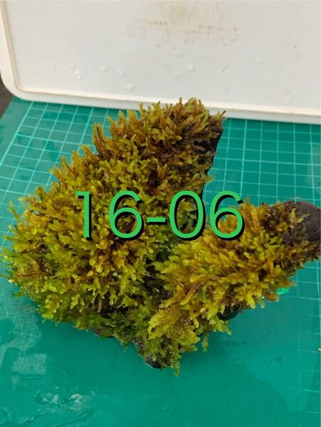 メダカ ビオトープに♪ モス スタンプウッド 新鮮水草②