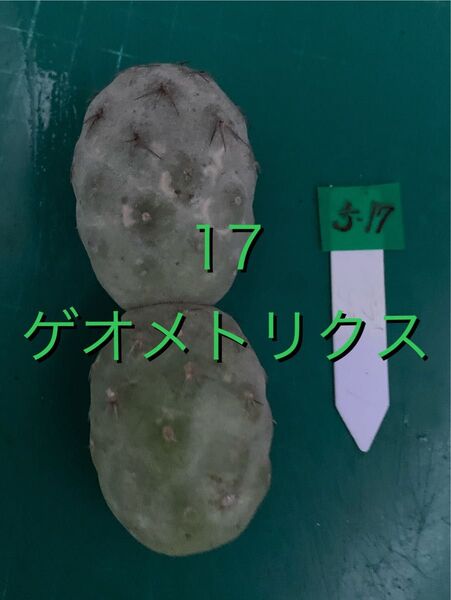 17 ゲオメトリクス カキコ Tephrocactus geometricus