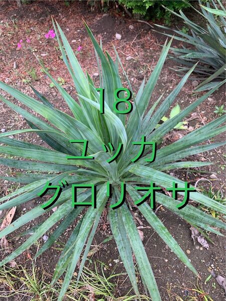 18 ユッカ グロリオサ 抜き苗 Yucca gloriosa