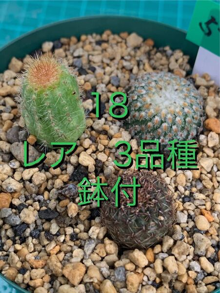 18 レア3種 バラ丸 ロイホワイト スルコレブチア・不明 鉢付