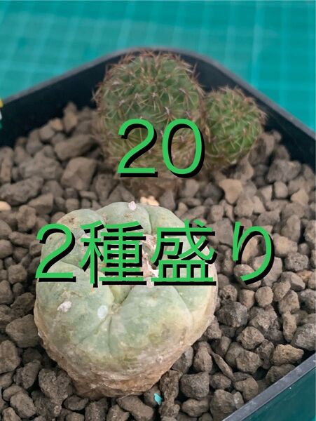 20 スコレプチア・不明種 銀冠玉 鉢付2株セット