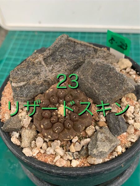 23 コピアポア ヒポガエア "リザードスキン" 鉢付