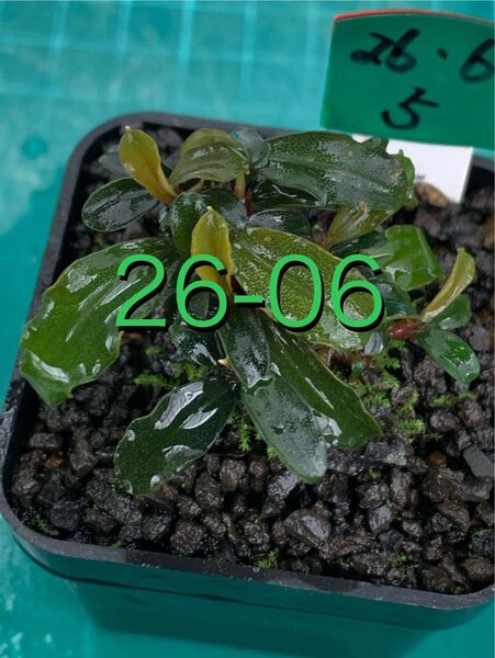 活着の逸品♪ ブセファランドラspラマンダウ 黒溶岩 鉢付 新鮮水草②