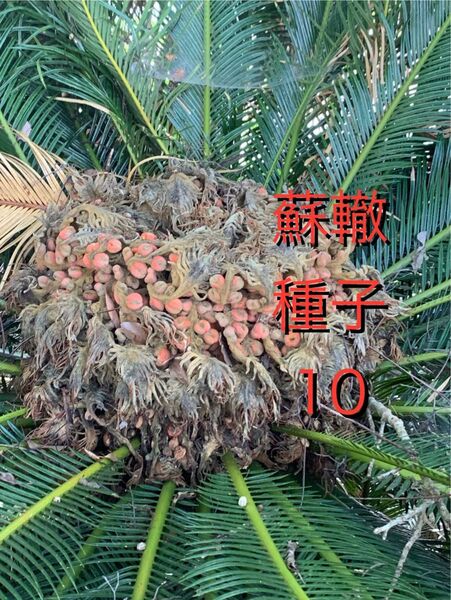 蘇轍 種子 10粒 ソテツ