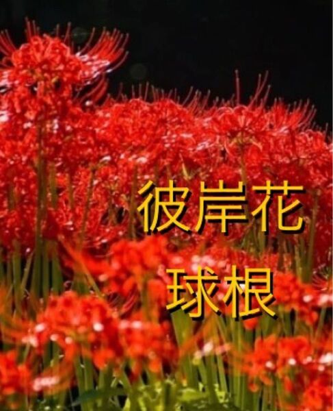 彼岸花 曼珠沙華 球根 20球