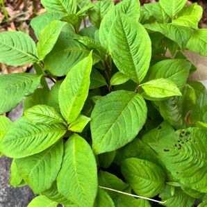 植物の苗 ミズヒキ、ツル万年草、ハーブ