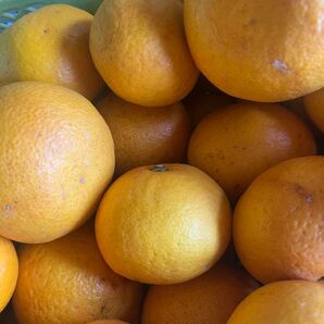 甘夏みかん10kg箱入り