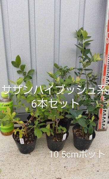 ブルーベリー苗 サザンハイブッシュ系6本セット