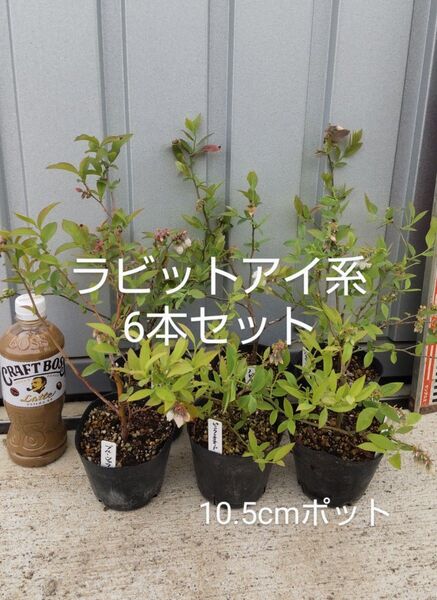 ブルーベリー苗 ラビットアイ系6本セット