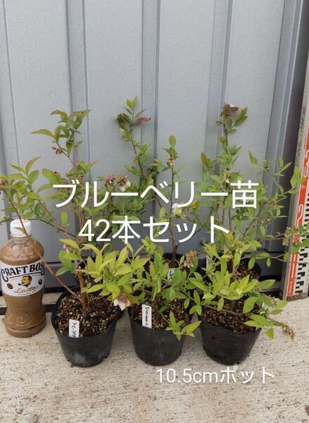 ブルーベリー苗 42本セット(6品種×7本)