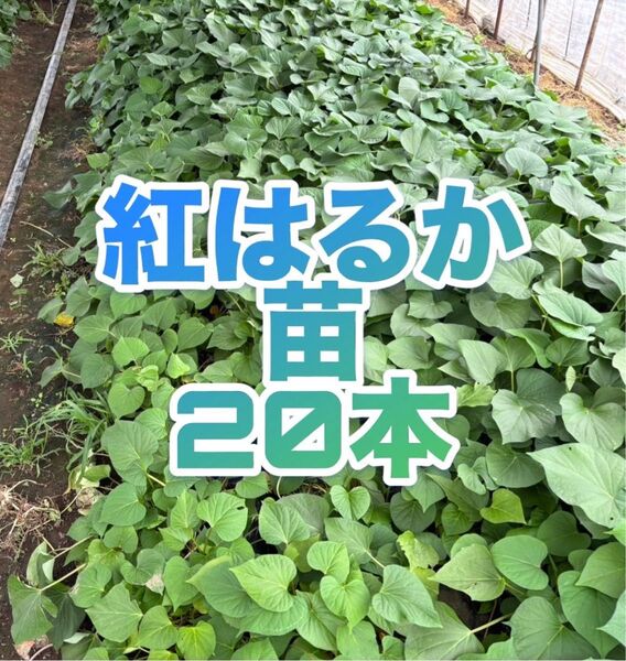 サツマイモ 紅はるか 苗 20