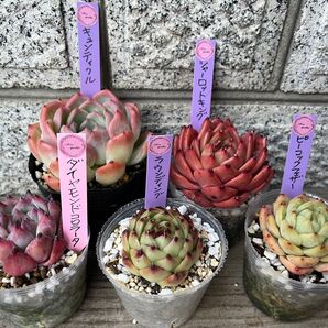 韓国苗5個セット kyun 多肉植物 エケベリア カット苗