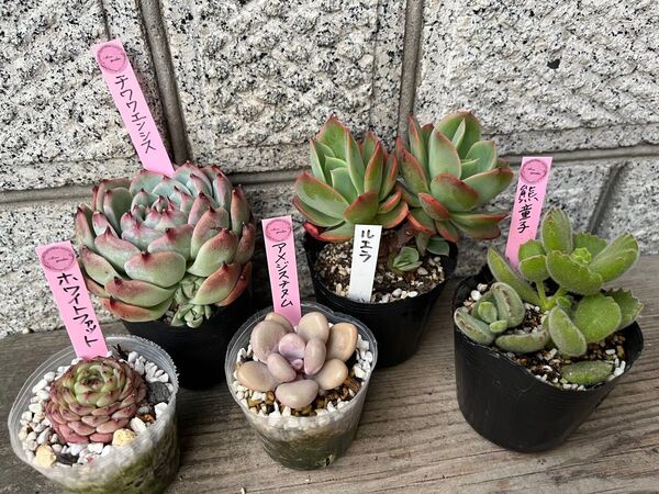 韓国苗5個セット Chiw 多肉植物 エケベリア カット苗