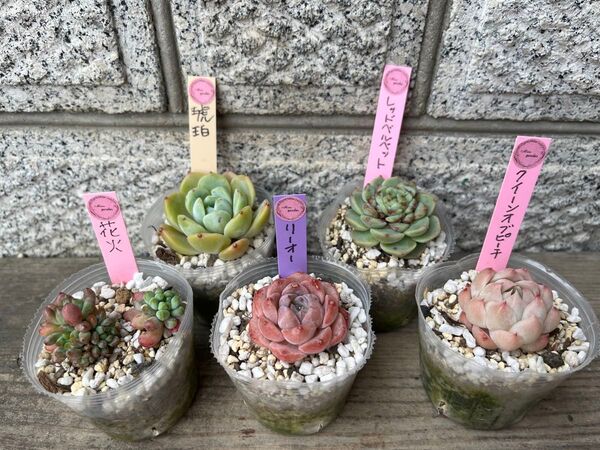 韓国苗小苗5個セット Koh 多肉植物 エケベリア カット苗