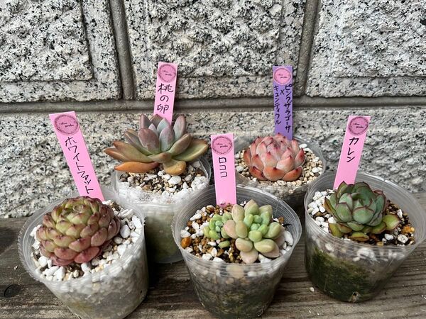 韓国苗5個セット Mom 多肉植物 エケベリア カット苗