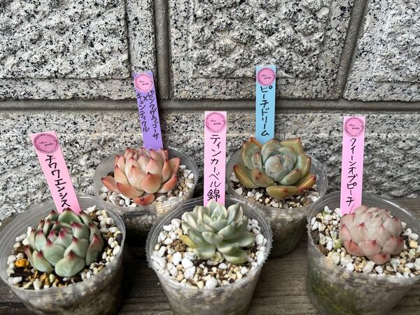 韓国苗5個セット Cunpi 多肉植物 エケベリア カット苗