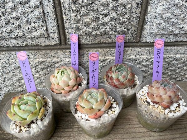 韓国苗5個セット Cre 多肉植物 エケベリア カット苗