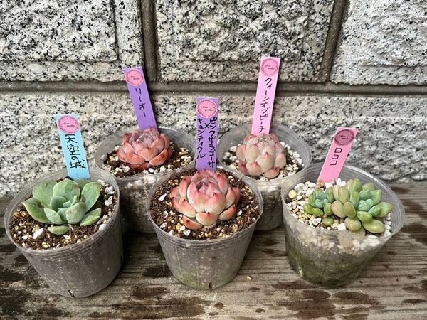 韓国苗小苗5個セット Ree 多肉植物 エケベリア カット苗