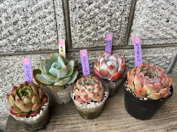 韓国苗5個セット Moc 多肉植物 エケベリア カット苗