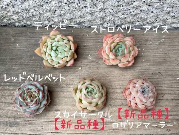 韓国苗5個セット Tip 多肉植物 エケベリア カット苗
