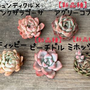韓国苗5個セット kyun 多肉植物 エケベリア カット苗
