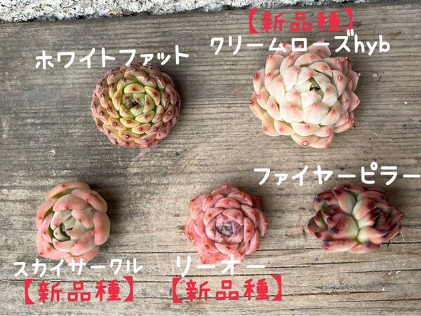 韓国苗 5個セット Whit 多肉植物 エケベリア カット苗