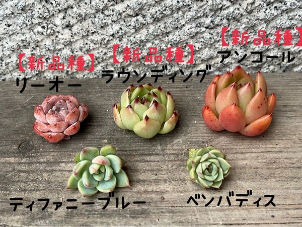 韓国苗5個セット Tiff 多肉植物 エケベリア カット苗