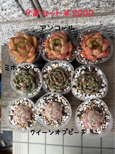 韓国苗9苗セットAmq 多肉植物 エケベリア カット苗