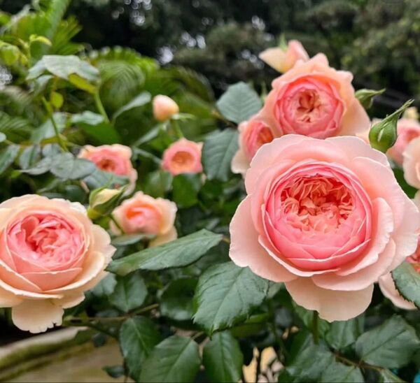 バラ苗 薔薇苗 禅ローズ オレンジバラ 挿木苗 *そら 21