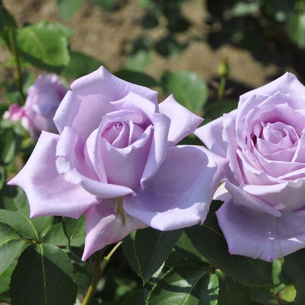 バラ苗 薔薇苗 青バラ 藤色バラ 紫色バラ 挿木苗 ブ**ム**46