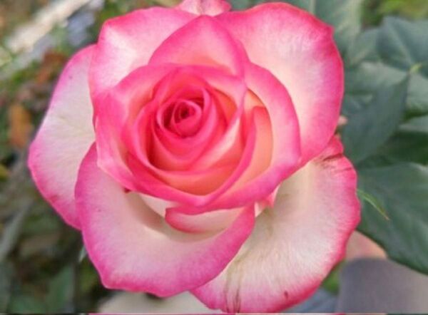 バラ苗 薔薇 ピンク色バラ 複色バラ 挿木苗 切花品種2