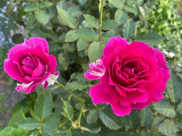 バラ苗 薔薇苗 濃いピンク色バラ 挿木苗 シェ***25