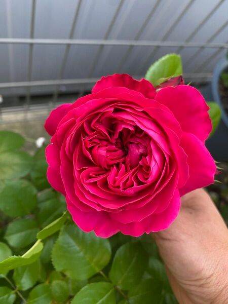 バラ苗 薔薇苗 赤色バラ 挿木苗 レッドR ダビンチ16