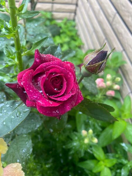 バラ苗 薔薇苗 赤いバラ 黒赤バラ 挿木苗 オデ***22