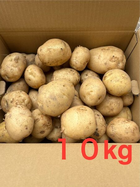 新じゃがいも 10kg