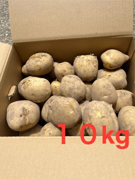 新じゃがいも 10kg