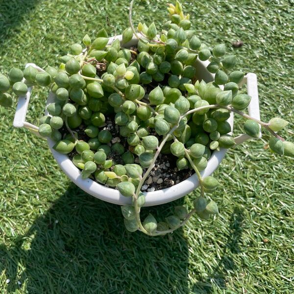 エンジェルティアーズ錦 多肉植物 抜き苗