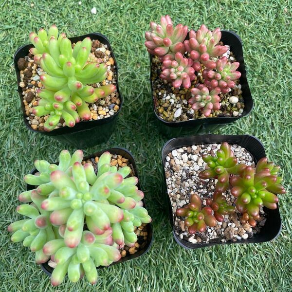 多肉植物 乙女心 ルビーティント オーロラ 虹の玉 4苗抜き苗セット