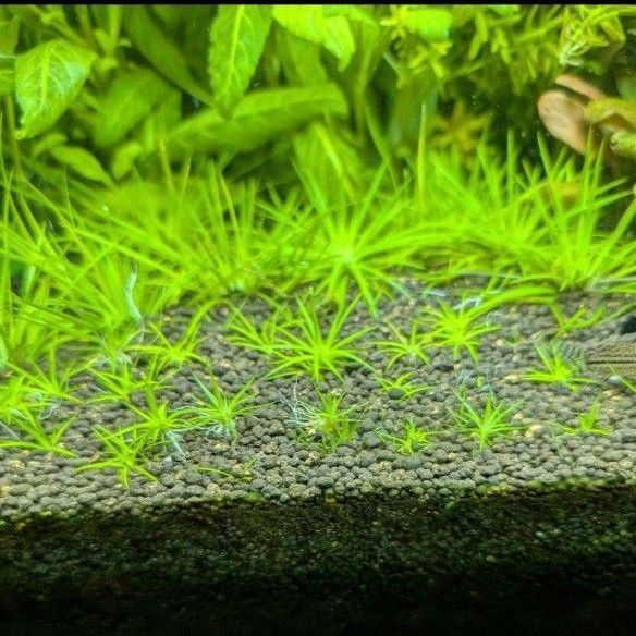 ホシクサ ポラリス水中葉子株1株